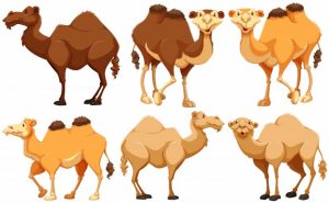 Different type of camels standing Free Vector