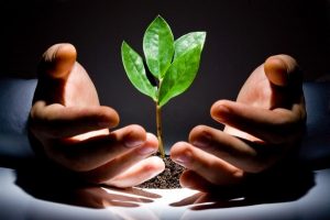 care of the growth of seedlings picture صورة رعاية البذور الخير الشجر