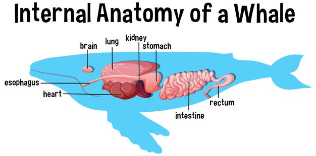 Internal anatomy of a whale with label Free Vector - دروس الفوتوشوب